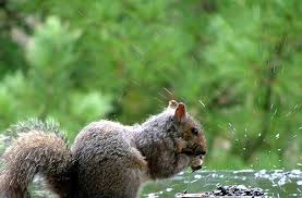 szorgos mókus